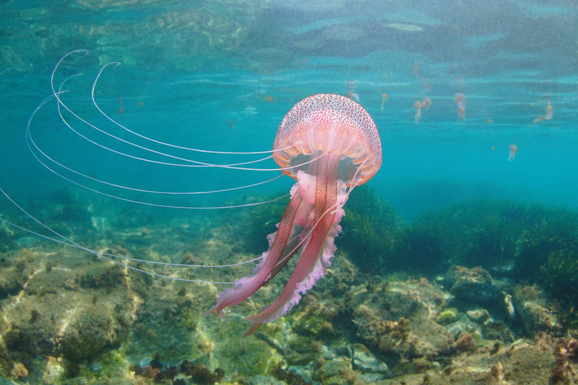 meduses saint malo