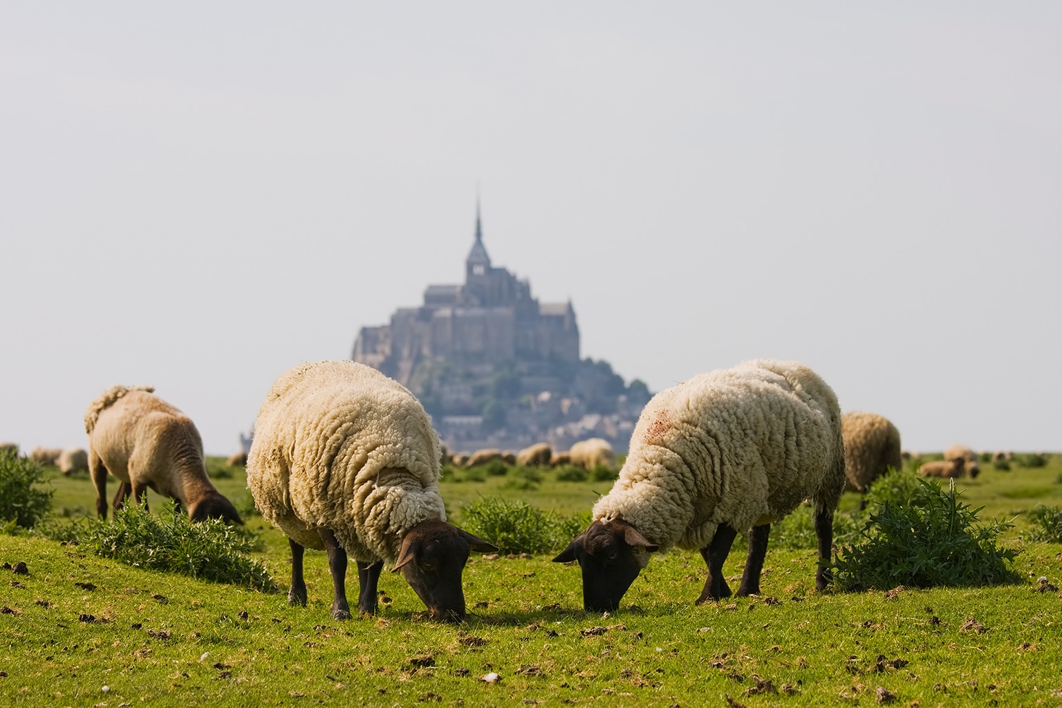 moutons mont saint michel